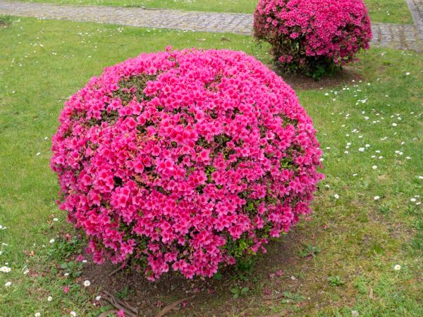 Cost of Rhododendron Pruning in Laguna Niguel