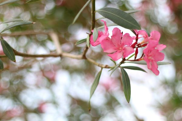 Cost of Oleander Removal in Laguna Niguel