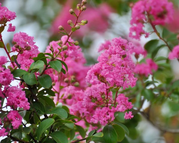 Cost of Crepe Myrtle Removal in Laguna Niguel