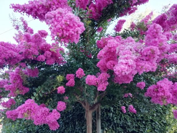 Cost of Crape Myrtle Pruning in Laguna Niguel