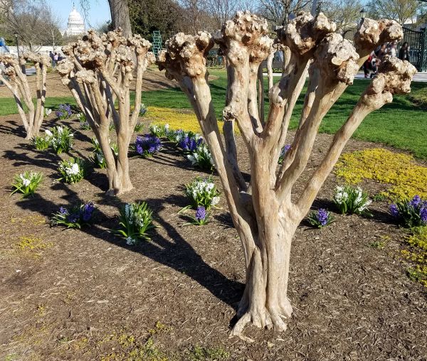 Cost of Myrtle Tree Removal in Laguna Niguel