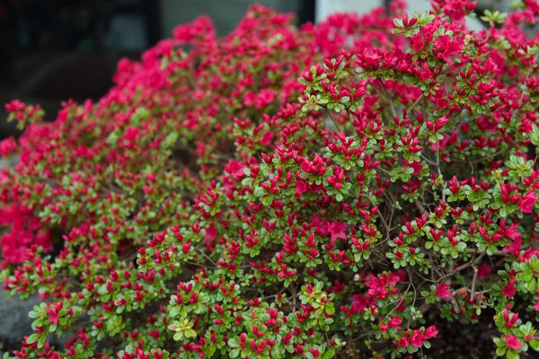 Cost of Weigela Removal Service in Laguna Niguel