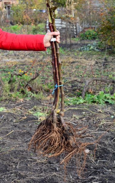 Cost of Shrub Root Removal in Laguna Niguel