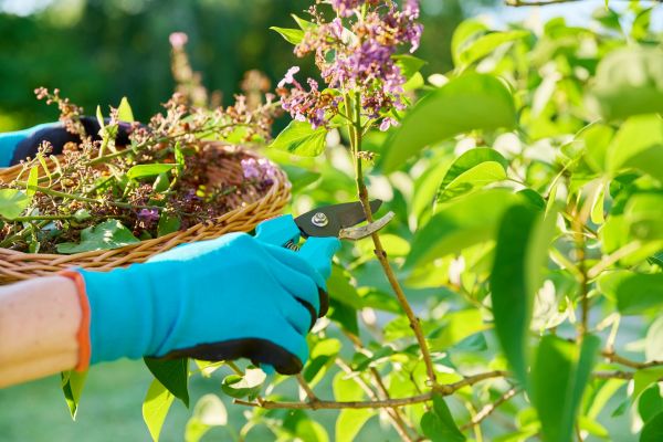 Cost of Lilac Trimming Service in Laguna Niguel