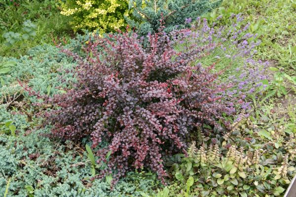 Cost of Japanese Barberry Removal in Laguna Niguel