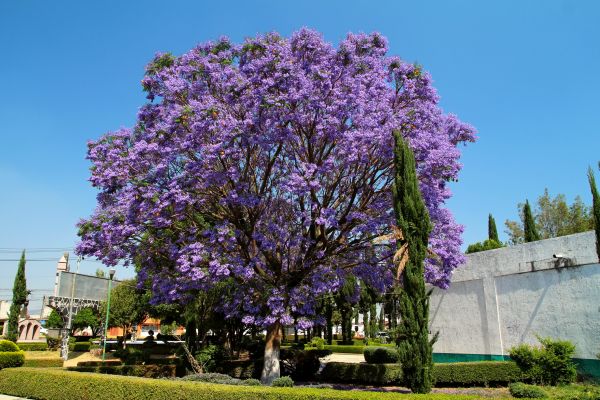 Cost of Jacaranda Pruning in Laguna Niguel