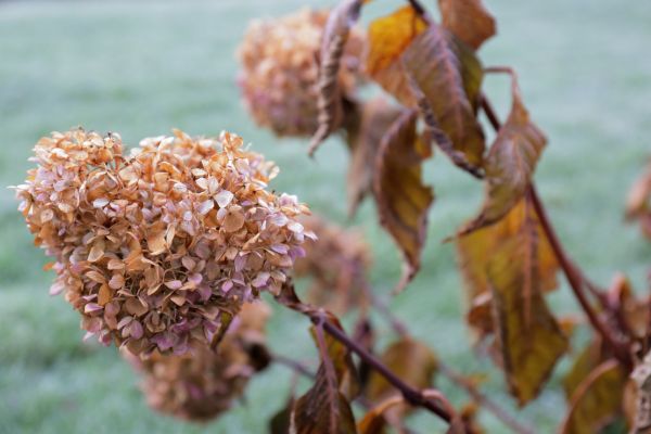 Cost of Hydrangea Removal in Laguna Niguel