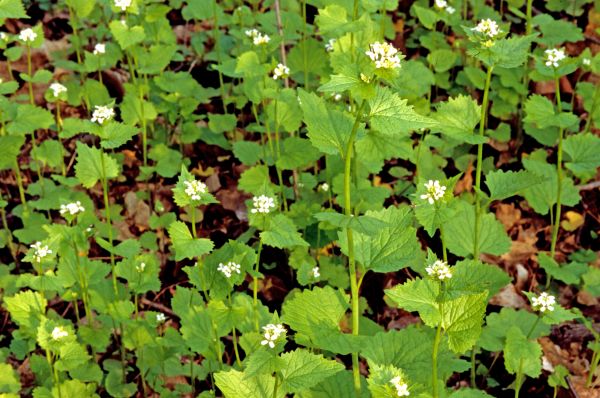 Cost of Garlic Mustard Removal in Laguna Niguel