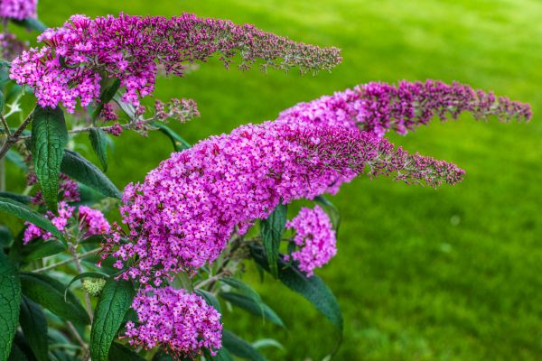Cost of Butterfly Bush Removal in Laguna Niguel