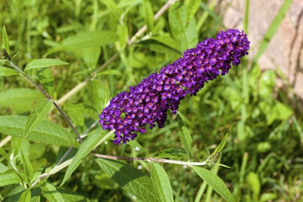 Butterfly Bush Pruning in Laguna Niguel