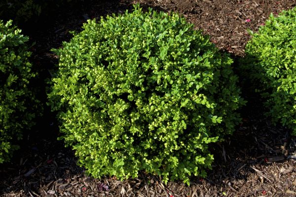 Cost of Boxwood Removal in Laguna Niguel