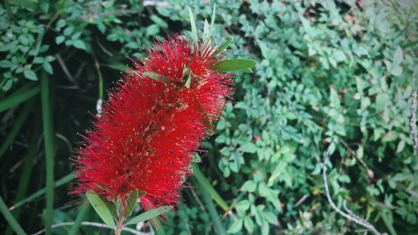 Cost of Bottlebrush Pruning in Laguna Niguel