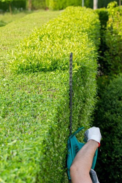 Hedge Trimming in Laguna Niguel