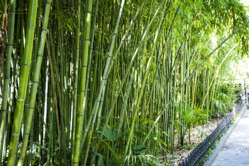 Bamboo Hedge Removal