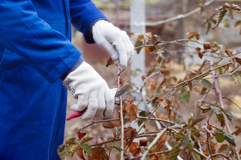 Forsythia Pruning