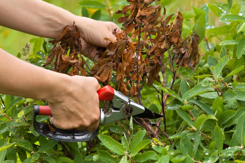 Holly Shrub Pruning